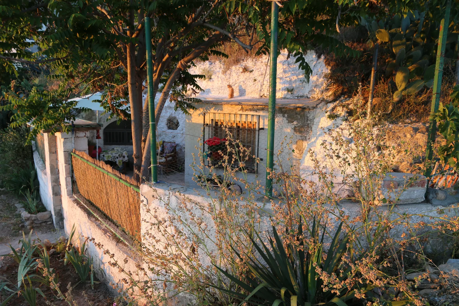 Alçak akşam güneşinde, ağaçlar ve agav bitkileri arasında Sacromonte yamacındaki badanalı bir mağara evi
